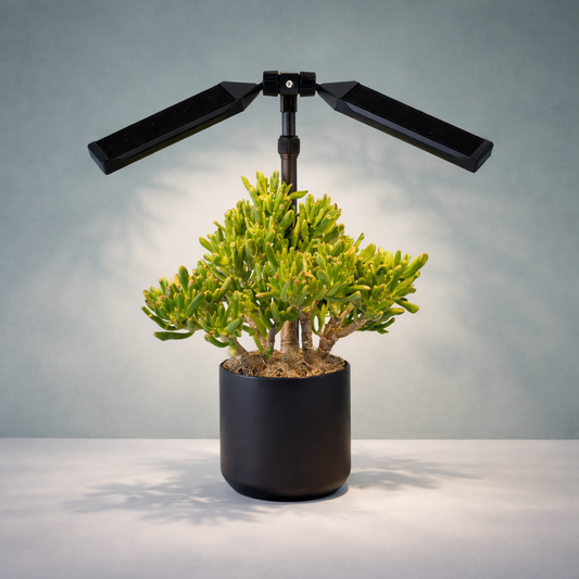 Lushmatic Lamp - Clamp