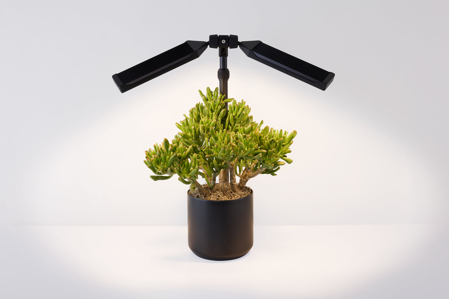Lushmatic Lamp
